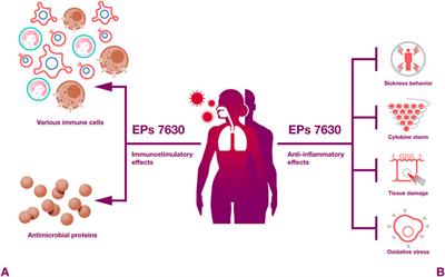 Multiple mechanisms enable broad-spectrum activity of the Pelargonium sidoides root extract EPs 7630 against acute respiratory tract infections